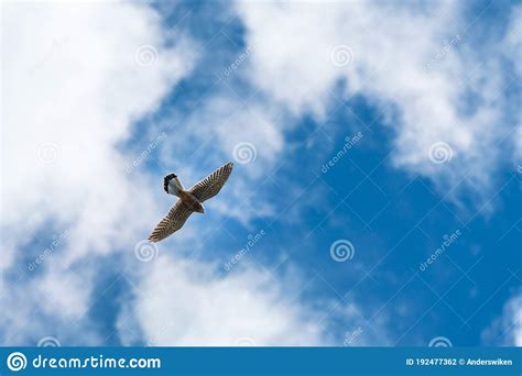 Falco Tinnunculus Hawk Flying Against Blue Sky. Stock Photo - Image of ...