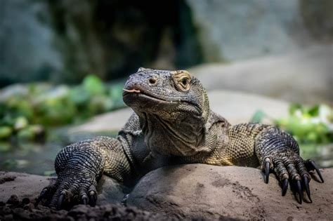 Komodo Dragon vs. Crocodile: Who Wins in a Fight? – Nature Noon