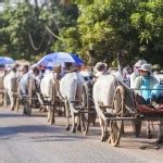 관광객을 사로잡는 캄퐁츠낭 주 ‘소 달구지 체험’ - 뉴스브리핑캄보디아