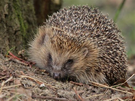 Hedgehog (Erinaceus europaeus) | Sonia Johnson | Flickr