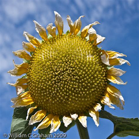 Understanding Patterns In Nature -- An Online Book