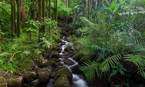 Scientists discover 308-million-year-old tropical forest in the Arctic