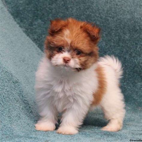 Shih Tzu Pomeranian Puppies For Sale Near Me - Pets Lovers