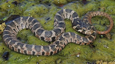 Don't believe everything you hear about the Blotched Watersnake