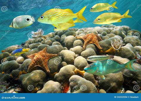 Starfish And Tropical Fish In A Coral Reef Stock Photo - Image: 33222594