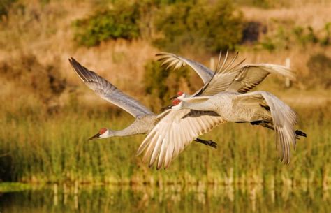 The Importance of Wetland Conservation - Ranger Mac