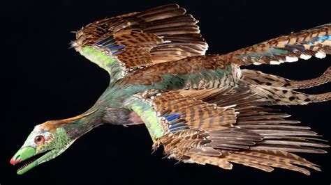 Early bird Archaeopteryx 'wore feather trousers' for display - BBC News