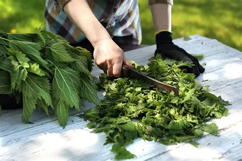 Why You Should Use Nettle Fertilizer for Tomatoes? A Recipe