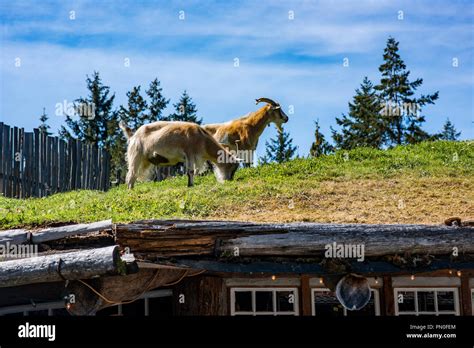 Goats at "Goats on the Roof" boutique retail complex, Coombs, Vancouver ...