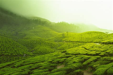 Kerala in June | Best Time to Visit Kerala - Pickyourtrail