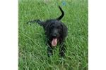 Weimardoodle Puppies for Sale from Reputable Dog Breeders