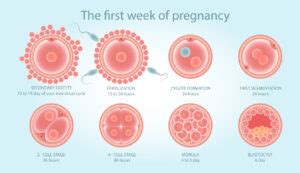 How Do You Choose the Best Blastocyst for Transfer? | FCNE