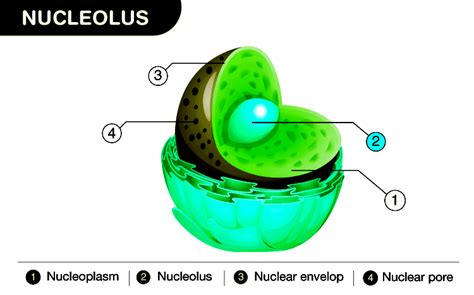 Nucleolus: Structure, Function and Difference between Nucleus and Nucleolus