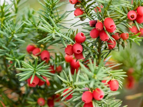 Taxus Yew Shrubs - How To Grow Yew Bushes | Gardening Know How