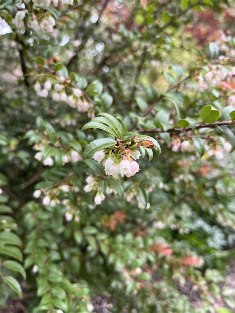 Vaccinium ovatum - Xera Plants