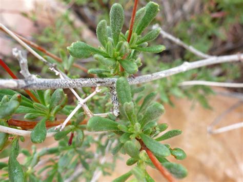 Woody stem - photos of Eriogonum Fasciculatum, Polygonaceae