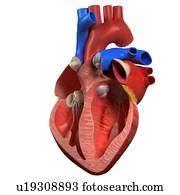 Clipart of Simplified heart anatomy. ks06b_labeled - Search Clip Art, Illustration Murals ...
