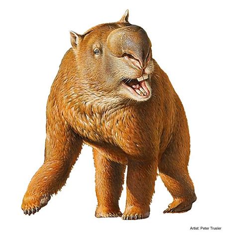 The Giant Wombat | Prehistoric animals, Prehistoric creatures, Extinct animals