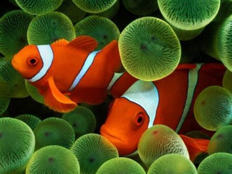 Recommendation On Clownfish Treatment And Spawning - Sheena Says