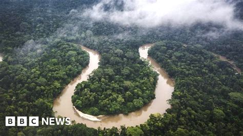 Amazon rainforest reaching tipping point, researchers say - BBC News