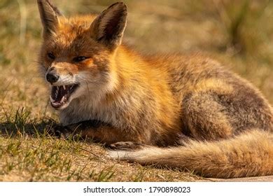 Zorro rojo enojado (vulpes vulpes) tendido Foto de stock 1790898023 | Shutterstock