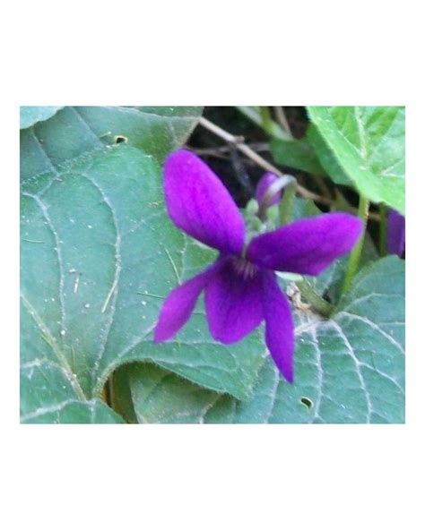 Viola Odorata seeds