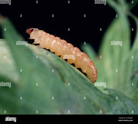 PINK BOLLWORM MOTH (PECTINOPHORA GOSSYPIELLA) LARVA ON COTTON BOLL; DESTRUCTIVE TO COTTON ...