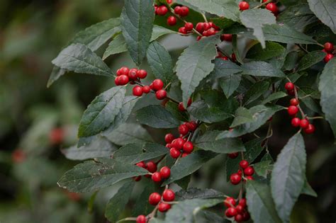 How to Grow and Care for Winterberry Holly