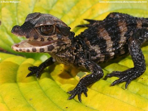 Baby Reptiles - 15 Adorable Photos To Brighten Your Day! | Baby reptile, Baby lizards, Reptiles pet