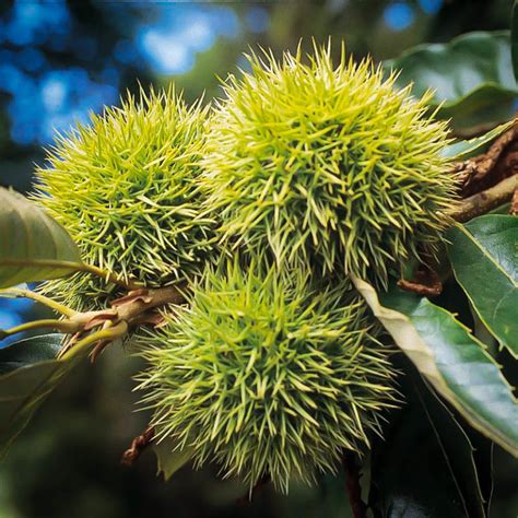 Chinese Chestnut Trees For Sale Online | The Tree Center