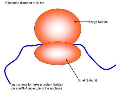 Cell Membrane in Bacteria