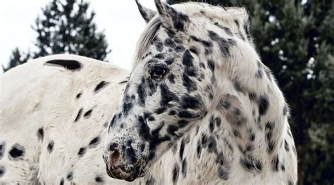 Introduction to: Appaloosa Patterns & Genetics - Good Horse