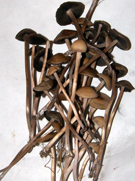 Shroomery - Panaeolus cinctulus