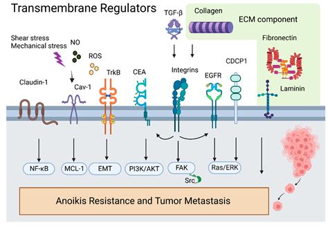 Cancers | Free Full-Text | Anoikis-Associated Lung Cancer Metastasis: Mechanisms and Therapies