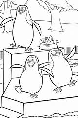 African Penguin Coloring Pages At GetColoringscom  Free Printable sketch template
