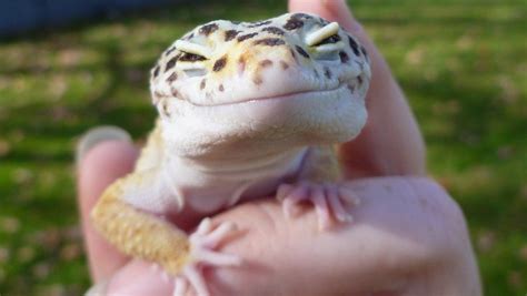 Gecko smiling | Cute reptiles, Leopard gecko, Leopard gecko smile