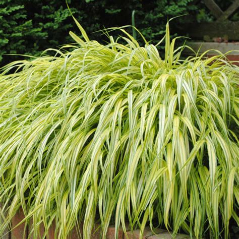 Hakonechloa macra 'Aureola' | Perennial Resource