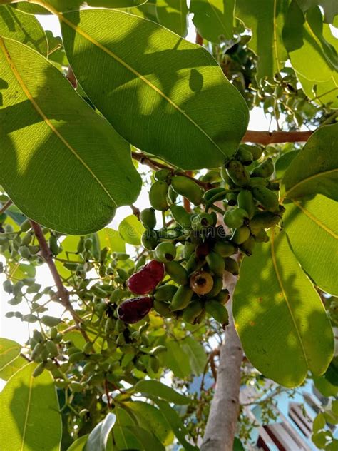 Young Jamblang Leaves and Fruit Stock Image - Image of fruit, syzygium: 277072633