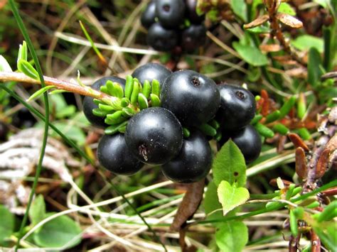 Crowberry