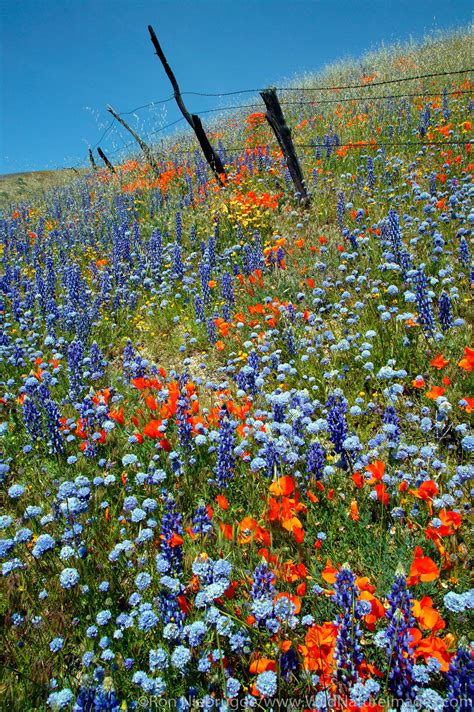 Wildflower Landscape | Gorman, California. | Photos by Ron Niebrugge