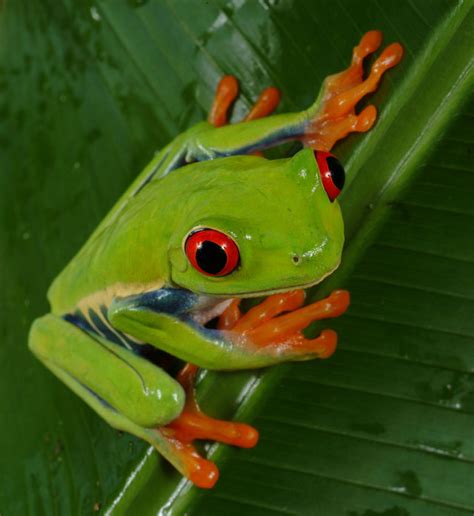 Tree frog | The Life of Animals