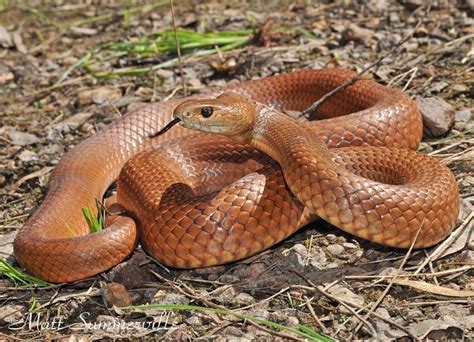 7 World's Most Dangerous Snakes - Education - Nigeria