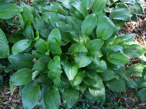 Ghetto Gardens: Hosta identification