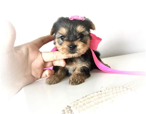 Yorkie Puppies – My Posh Puppies