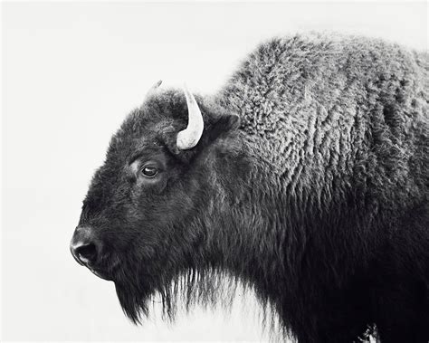 Buffalo Print Bison Photograph in Black and White | Etsy | White framed art, Framed art prints, Art