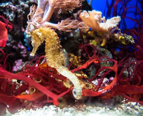 Seahorse conservation – Pacific Pond and Aquarium