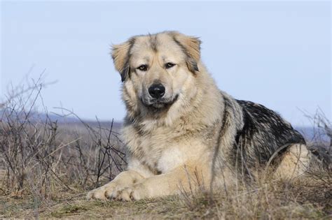 How to take care of a Caucasian Shepherd Dog