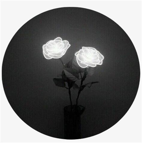 Tumblr Aesthetic Black Roses Rose - White Rose Tumblr Aesthetic ...