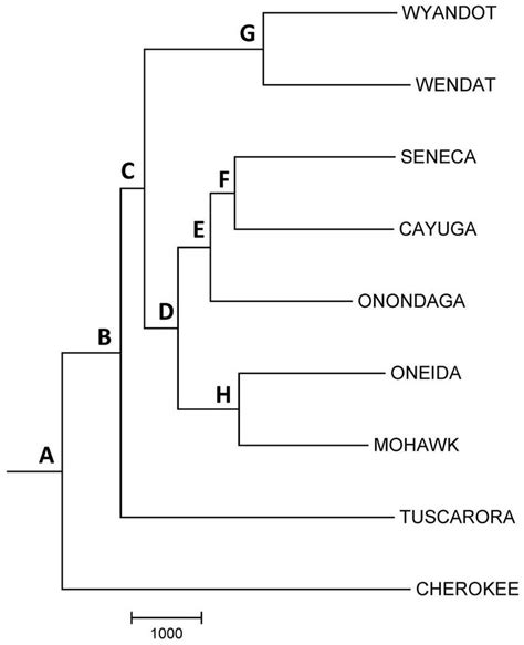 Neighbor-joining language tree describing the historical relationships... | Download Scientific ...