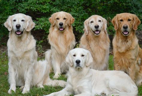 Types Of Golden Retriever Puppies - Nestore Romano